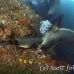 lion_sea_galapagos_cou_h_0121_ecu1213.jpg